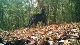 Extremely rare melanistic tiger spotted in Odisha