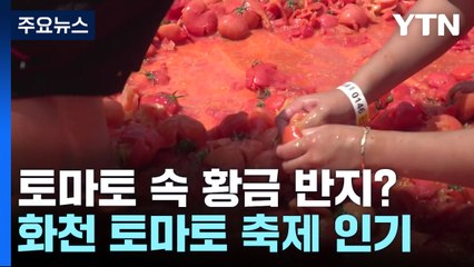 토마토 속 황금 반지를 찾아라!...화천 토마토 축제 인기 / YTN