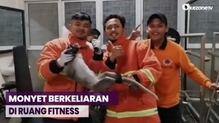 Heboh! Monyet Ekor Panjang Masuk Rumah Mewah di Kota Pasuruan