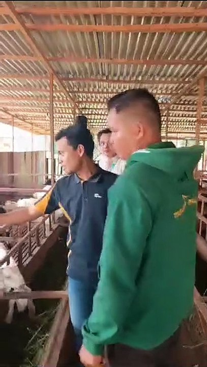 Sultan cek Kambing