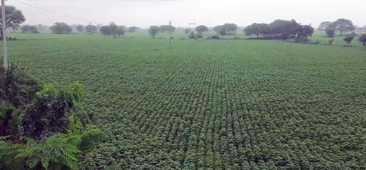 फसली बीमा: खरीफ बीमा को लेकर नियमों में बदलाव