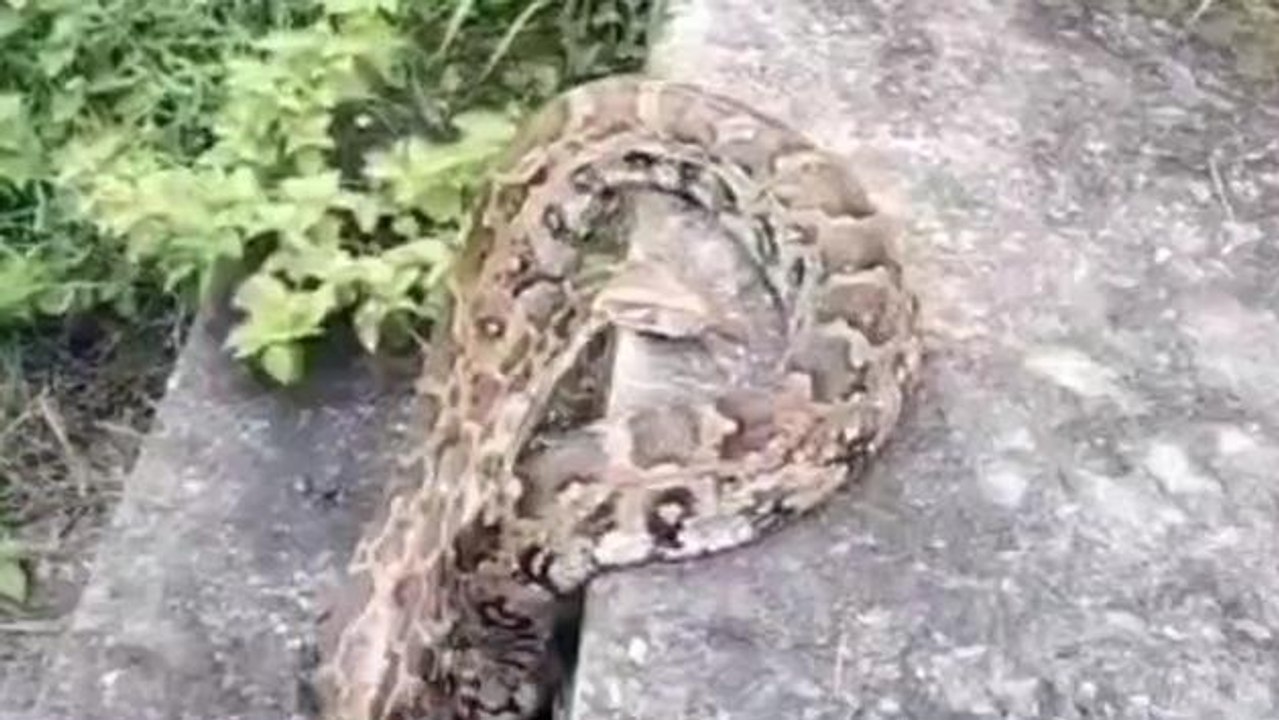 उदयपुर: बाड़े में घुसा 15 फीट लंबा अजगर, 20 किलो के करीब था वजन, देखें VIDEO