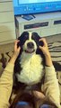 Dog Makes Funny Faces When His Cheeks Get Rubbed