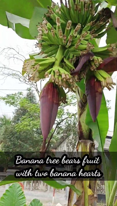 Split bananas
