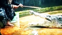 Aminal care Crocodile Farming ll Animals Care