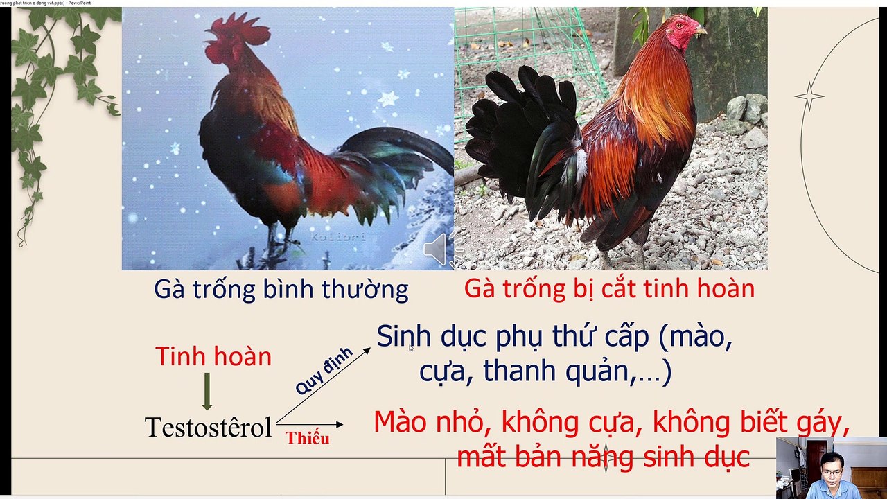 Sinh 11 - Bài 38, 39 Các nhân tố ảnh hưởng sinh trưởng phát triển ở động vật