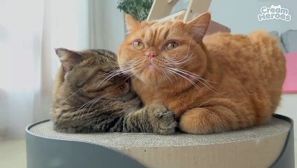 Kitty Got Shocked After Haircut (ENG SUB)