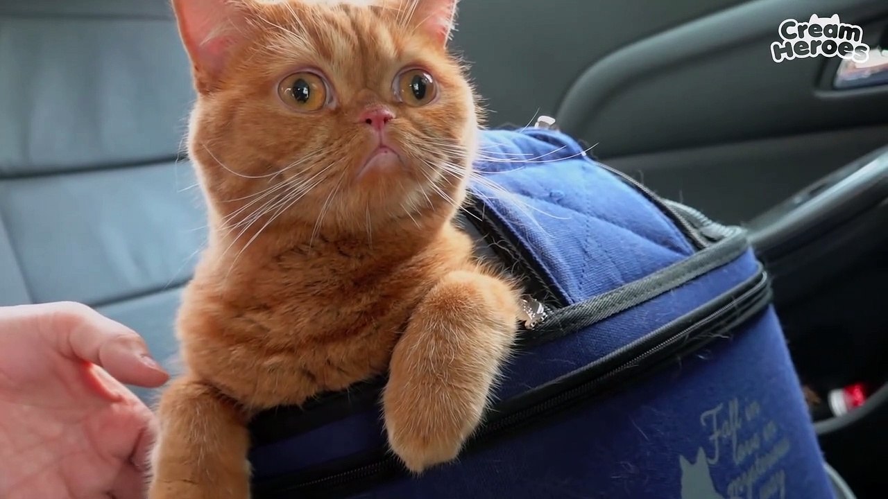 My Kitty Is Really Long! (ENG SUB)