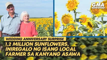 1.2 million sunflowers, iniregalo ng isang local farmer sa kanyang asawa | GMA News Feed