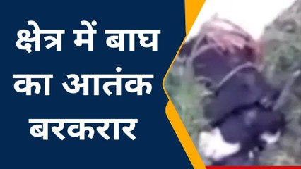 लखीमपुर खीरी: बाघ ने 1 दर्जन से अधिक बकरियों को बनाया निवाला