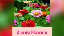 Top10__Summer_Flowering_Plant_Which_You_Can_Grow_Seeds_موسم_گرما_کے_خوبصورت_پھول_گھر_پر_ک(360p)