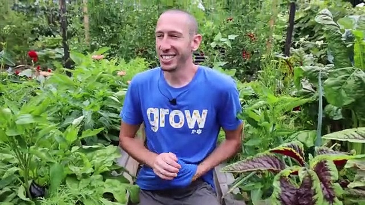 Breathtaking_Backyard_Gardening_Harvest,_You_Have_to_See_it_to_Believe_it!(360p)