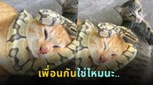 อ้าว... เห็นนอนเพลิน ๆ คลอเคลียกันอยู่นาน เจ้าเหมียวเอ๊ย !!!