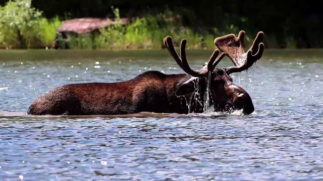 Moose Forages for Food Under Water