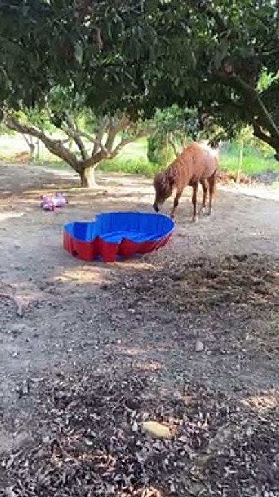 Horse Plays With Pool