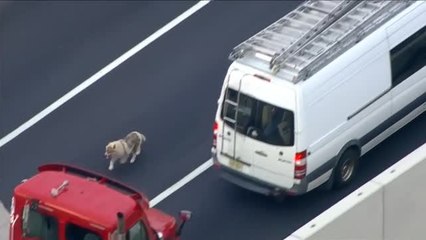 Un perro paraliza durante horas el tráfico de una autopista de Filadelfia en plena hora punta