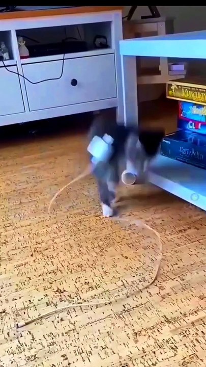 Funny Cute Cat Videos #shorts #youtubeshorts #ytshorts @boxtoxtv @awwanimals _@Animals.House.