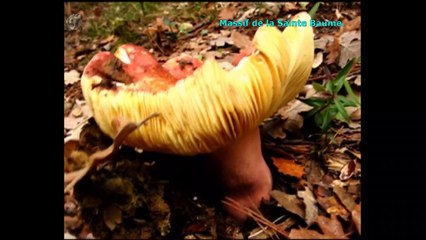 Russula vinosobrunnea. Champimaginatis. English Text