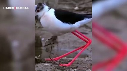 Yavrusunu saklayan kuş sosyal medyada gündem oldu