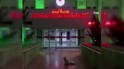 Sivas'ta şehre inen tilkinin beklediği yer düşündürdü!