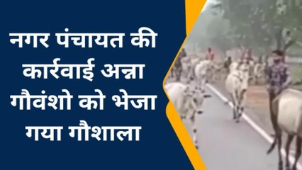 चित्रकूट: जनता को अब अन्ना जानवरों से मिलेगा छुटकारा,प्रशासन ने कर दिया बड़ा काम