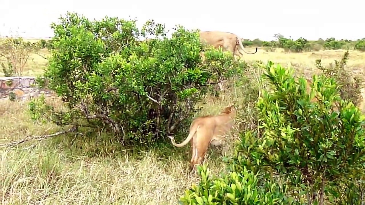 Wildlife_ Two lions fight to see who is king!