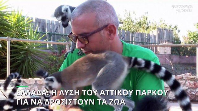 Ελλάδα: Η λύση για να δροσίζονται τα ζώα στο Αττικό ζωολογικό πάρκο