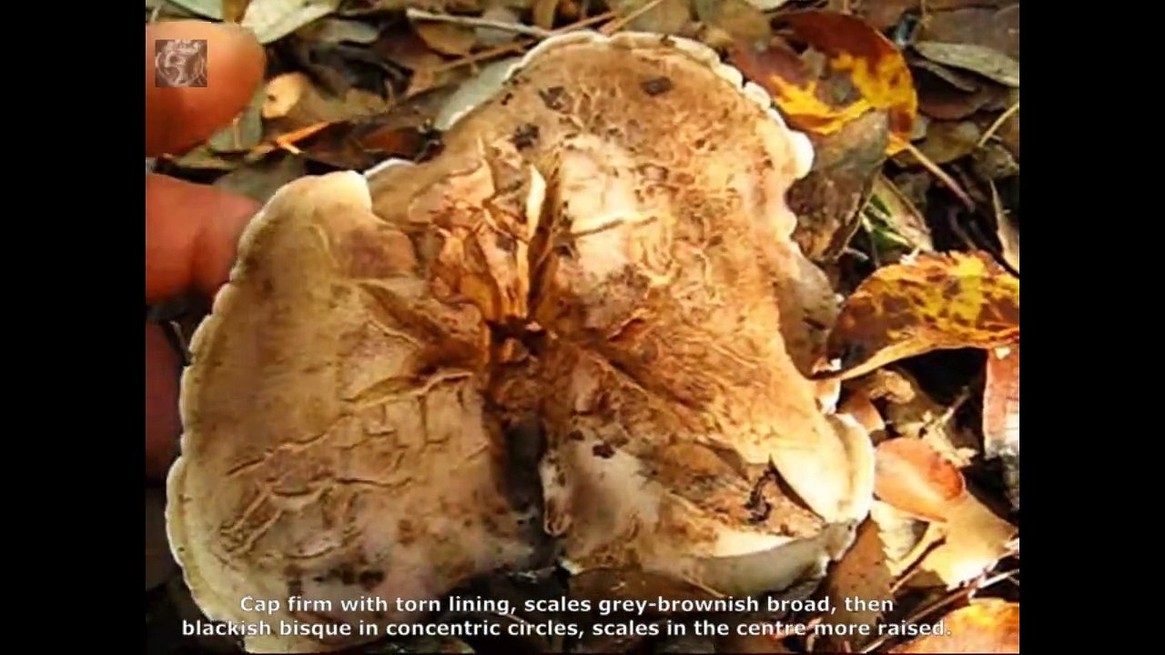 Sarcodon imbricatus. Champimaginatis. English Text