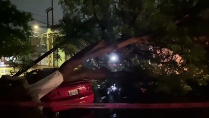 Árbol cae sobre la colonia Moderna de Guadalajara