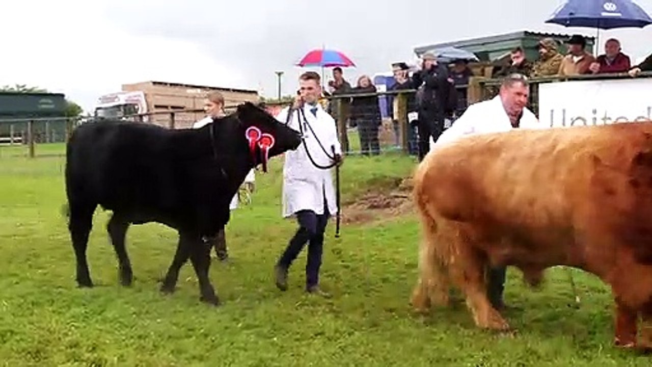 Keith Show - Cattle interbreed championship