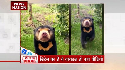 Viral Videos : देखिए सोशल मीडिया पर वायरल वीडियो का Countdown