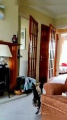 The Funny Cat Walking on Front Two Legs