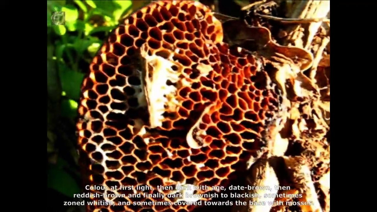 Scenidium nitidum. Champimaginatis. English Text