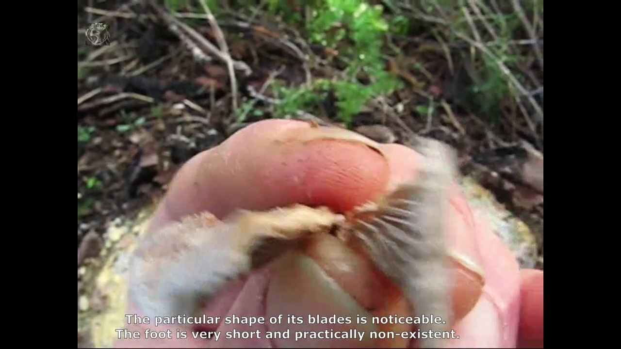 Schizophyllum commune. Champimaginatis. English Text