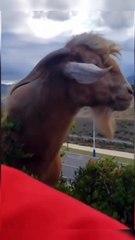 See The Funny Goat Guys And Try Not to Laugh