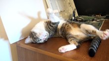 Cute Lazy Cat Stretches