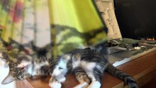 This Cat Likes the Fan