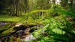 Nature Relaxing Music - Peaceful Soothing Instrumental, Forest Sounds, Stress Relief