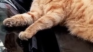 Cute and Funny Cat videos to keep you smiling !