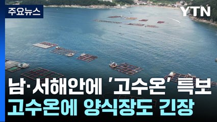 남해안·서해안에 '고수온' 특보...양식 어민 긴장 / YTN