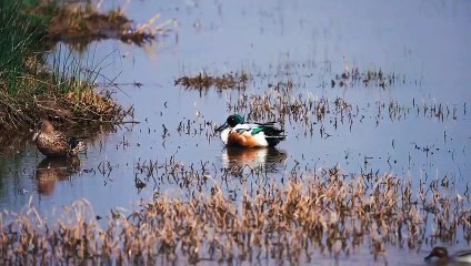 Wild animals And birds