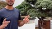The Japanese Art of Bonsai Trees