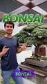 The Japanese Art of Bonsai Trees