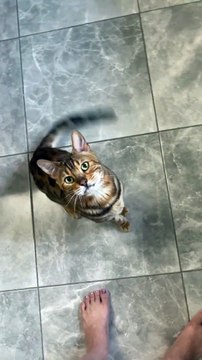 Chat du Bengale dressé pour faire des tours de chien classiques