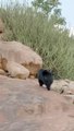 Sloth Bear Mom Protects Cubs from Intruders... #wildlife #bear #fight