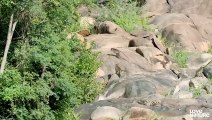 Sloth Bear Mom Protects Cubs From Leopard   Love Nature