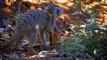 Super Auntie Meerkat Babysits Cute Mongoose Babies!   Oddest Animal Friendship   Love Nature