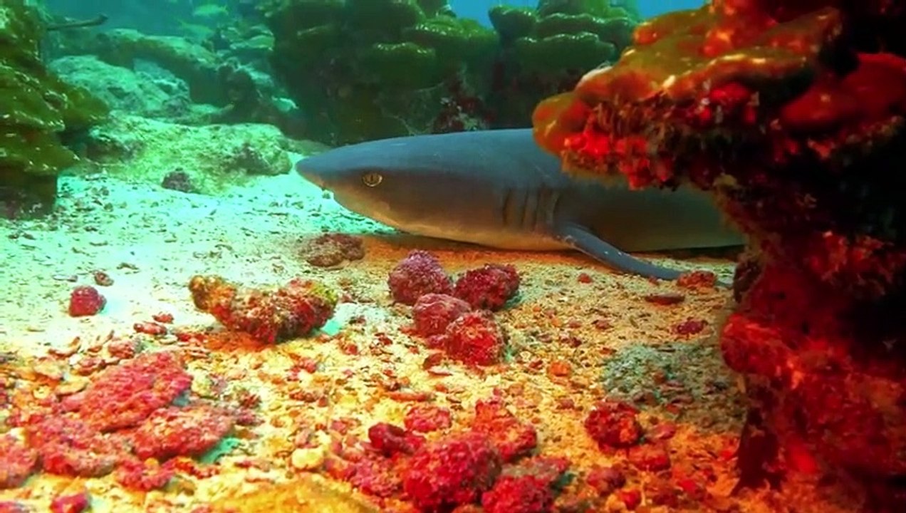 SWIM in UNDERWATER Paradise in Costa Rica Music Therapy ASMR   Love Nature