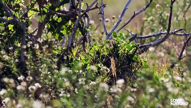 The FASTEST Animals on Earth Peregrine Falcon, Mako Shark, Cheetah