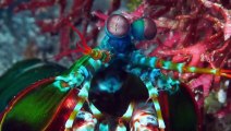 The Most Amazing Animal Eyes   The Peacock Mantis Shrimp   Love Nature